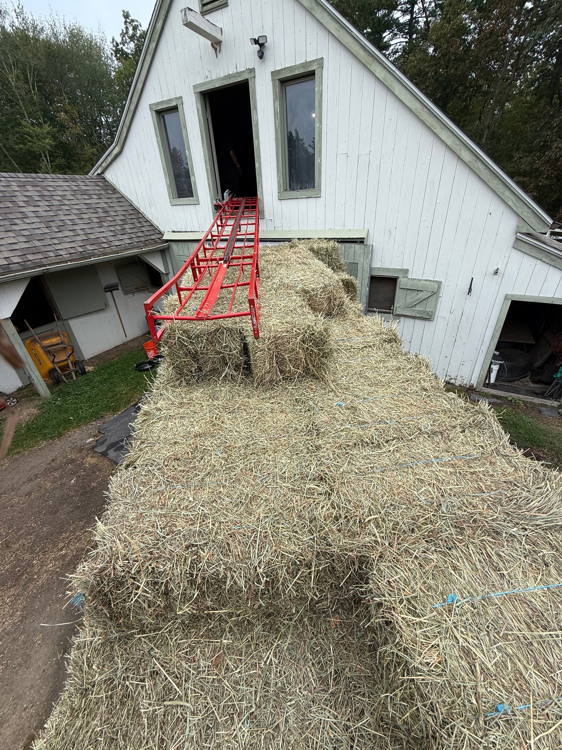 1st Cut Hay